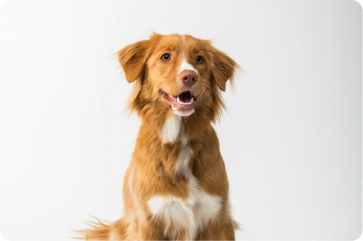 犬