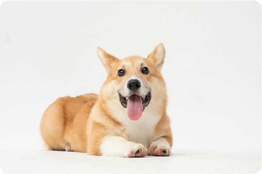 犬