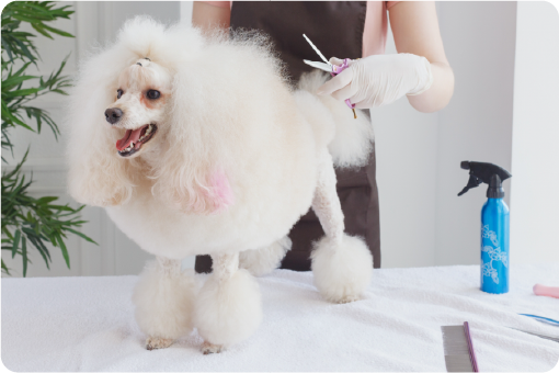 犬