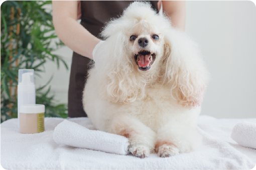 犬
