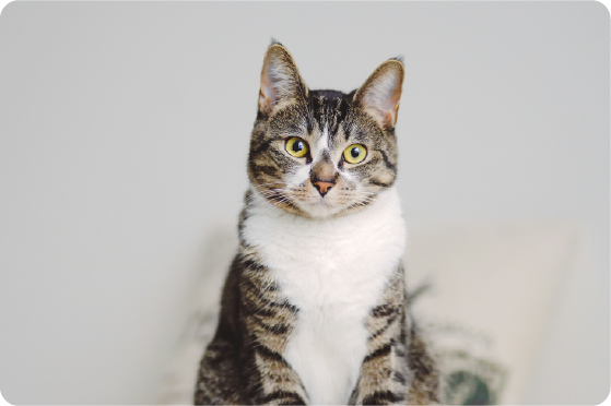猫
